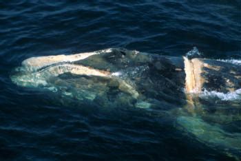 TAKE ACTION: join our efforts to protect large whales from entanglement ...