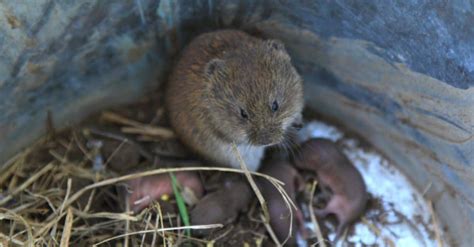 5 Best Vole Traps in 2024: Effective Humane & Killing Picks