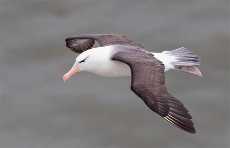 Black Audi Birding: The Black browed Albatross at Bempton Cliffs 29th June 2021