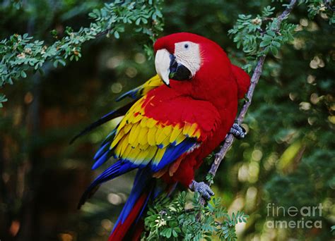 Scarlet Macaw - Guatemalan Rainforest Photograph by Craig Lovell - Fine Art America