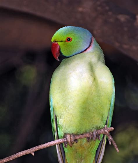 File:Parrot India 2.jpg - Simple English Wikipedia, the free encyclopedia