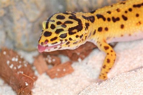 Does My Leopard Gecko Have an Eye Infection? - Just Exotic Pets