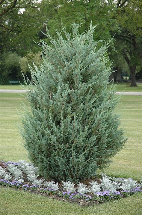 Moonglow Juniper (Juniperus scopulorum 'Moonglow') at Oakland Nurseries Inc | Evergreen plants ...