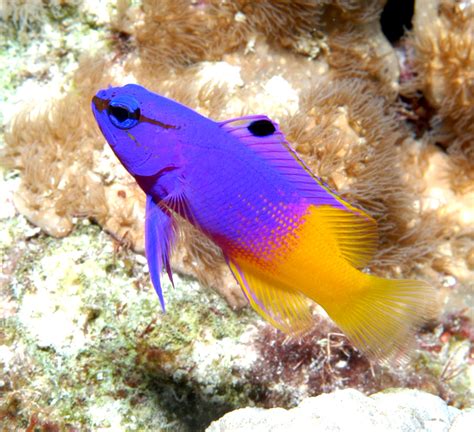 Rainbow Saltwater Fish | www.galleryhip.com - The Hippest Pics