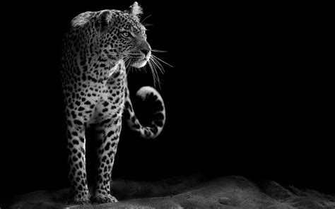 Leopard HD 4K Wallpapers | HD Wallpapers | ID #21614