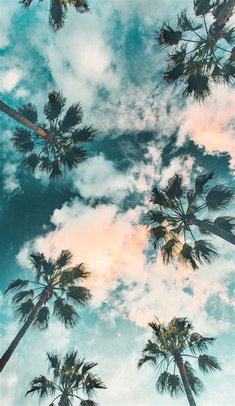 Palm Trees Wallpaper | Scenery Wallpaper