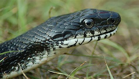 Black rat snake - Belle Isle Nature Center