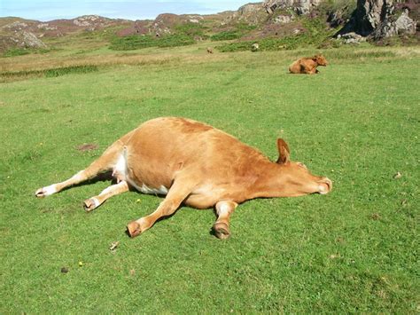 Lazy Cow © sarah white :: Geograph Britain and Ireland