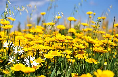 Yellow daisies field wallpaper | nature and landscape | Wallpaper Better