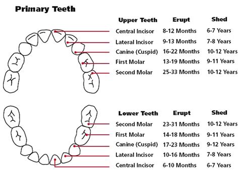 Printable Teeth Chart - Printable Word Searches