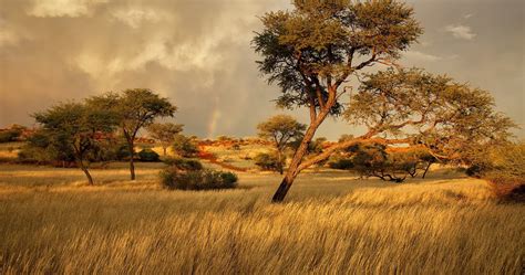 African Savanna Wallpapers - Wallpaper Cave