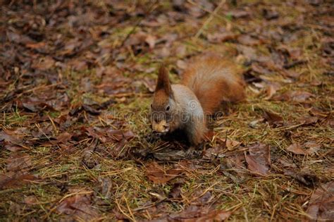 Red Squirrel in the Park Eating a Walnuts Stock Photo - Image of environment, cute: 63236972