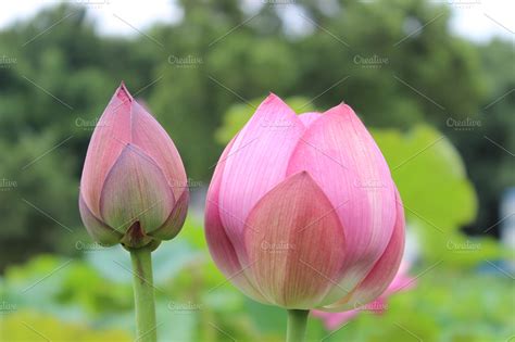 Pink Lotus Flower Buds | High-Quality Nature Stock Photos ~ Creative Market