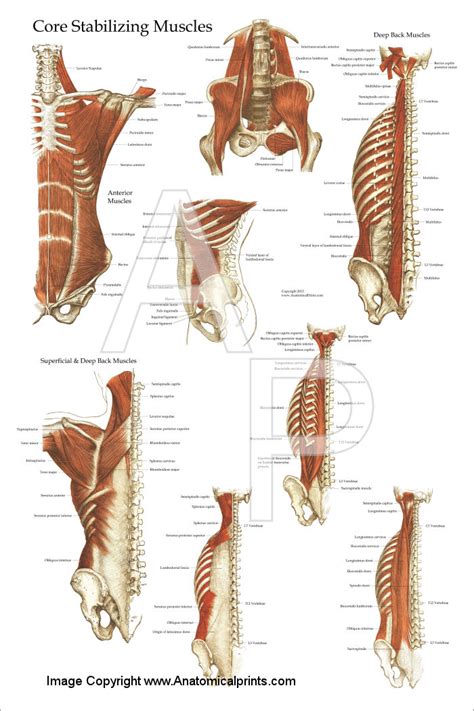 Deep and Core Stabilizing Muscle Poster