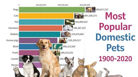 The Most Popular Pets - Whatafy – We Have All The Answers