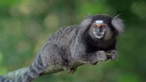 Black Tufted Marmoset - Pet | Diet | Baby | Facts | Habitat - Primates Park