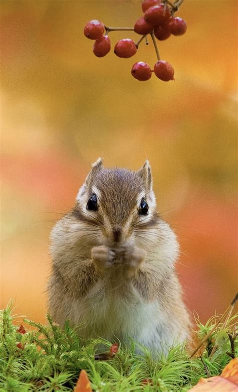 The Siberian chipmunk is the only chipmunk found outside North America, with a huge native ...