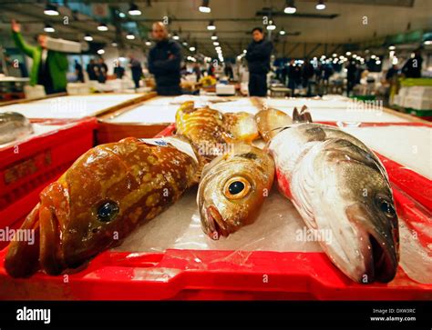 Marine Edible Fish Stock Photos & Marine Edible Fish Stock Images - Alamy