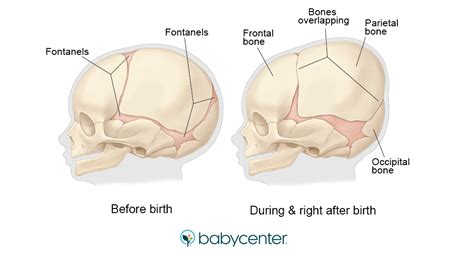 How many bones are babies born with? | BabyCenter