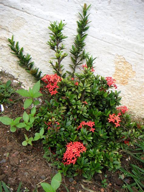 Ixora coccinea - UF/IFAS Assessment - University of Florida, Institute of Food and Agricultural ...