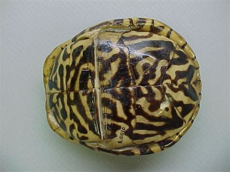 Ornate Box Turtle Facts, Habitat, Diet, Adaptations, Video