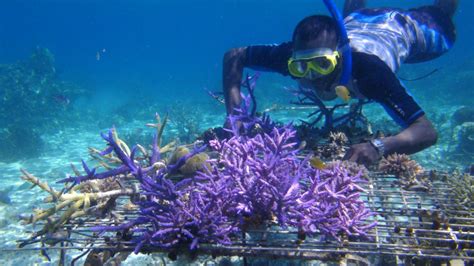 Approaches to Coral Reef Conservation