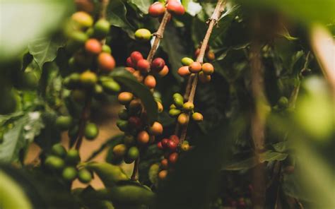 3 Coffee Farming Facts You Need to Know - Buah Berdikari