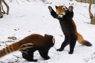 Usually solitary red panda cubs amaze zoo crowd with playful fight and 5ft prancing in the ...