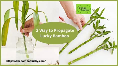 2 Way to Propagate Lucky Bamboo