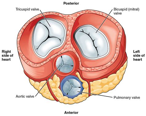 Aortic Valve Anatomy