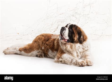 Big St. Bernard Stock Photo - Alamy