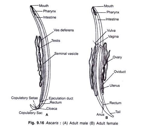 Ascaris Diagram