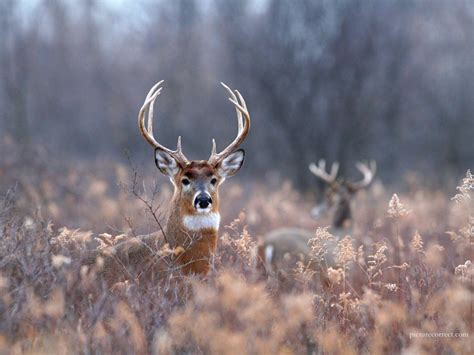 Whitetail Deer Backgrounds - Wallpaper Cave