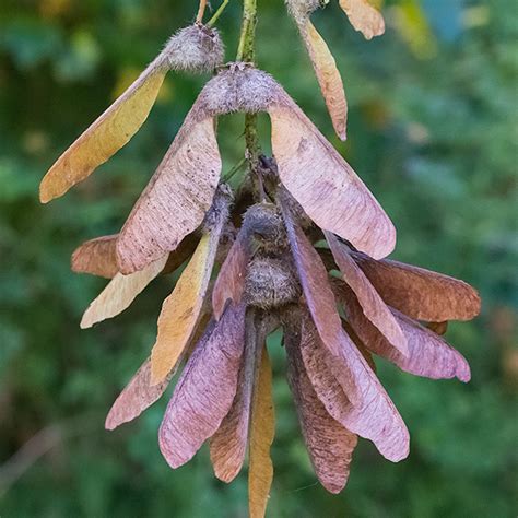 Maple seeds: nature's helicopters — Trees Pacific Northwest