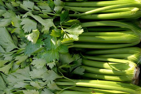 Real Food Encyclopedia - Celery - FoodPrint