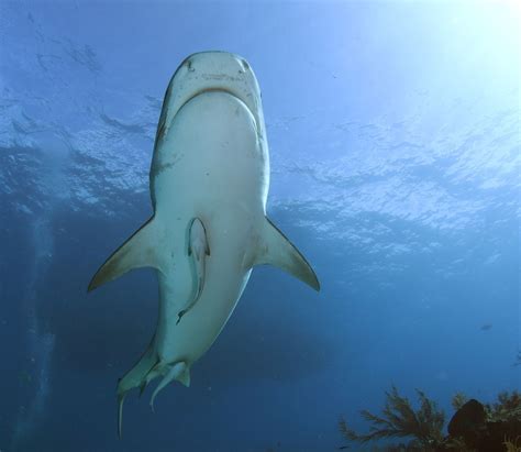 Meet the Tiger Sharks of Tiger Beach Bahamas! - Shark Diving Pros