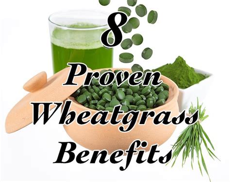 8 Proven Wheatgrass Benefits - Healthy Focus