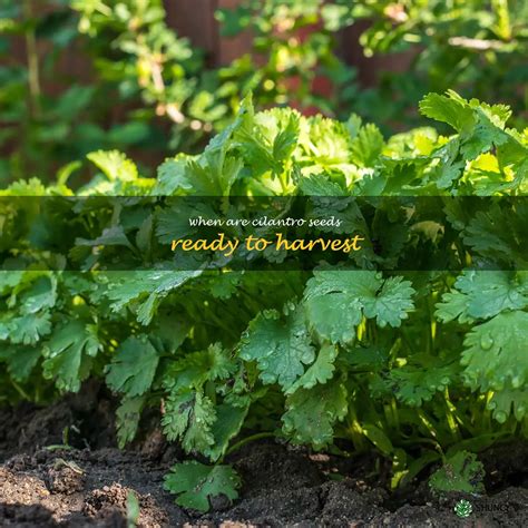 Harvesting Cilantro Seeds: Knowing When To Pick For Maximum Flavor | ShunCy