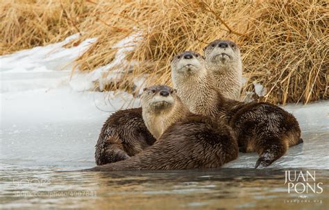 Photograph River Otter family, Yellowstone National Park WY by Juan Pons on 500px