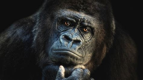 HD wallpaper: gorilla, mammal, western gorilla, face, head, portrait, wildlife | Wallpaper Flare