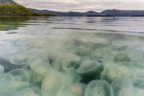 Moon Jellyfish Facts