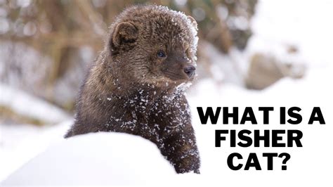 What is a fisher cat? Are fisher cats dangerous? Can a fisher cat kill a human? - YouTube