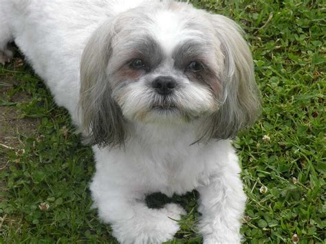 Maltese Shih Tzu Mix Breed Information Guide | Your Dog Advisor