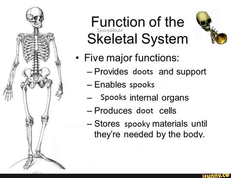 Five Functions Of The Skeletal System