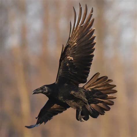 Common Raven Flying Natural Habitat — Stock Photo © kwasny222 #215122714