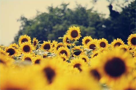 Vintage Sunflower Desktop Wallpapers - Top Free Vintage Sunflower ...