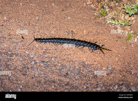 Giant centipede species seen on a night drive in Kruger National Park ...