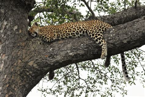 Leopard Sleeping on the Tree Stock Photo - Image of panthera, sleeping: 13665514