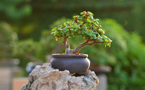 Bonsai Tree Wallpapers - Top Free Bonsai Tree Backgrounds - WallpaperAccess