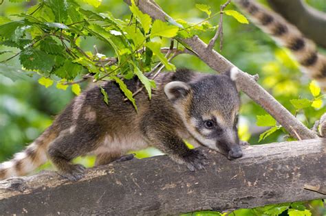 Mexican Raccoon - Animal Facts Encyclopedia